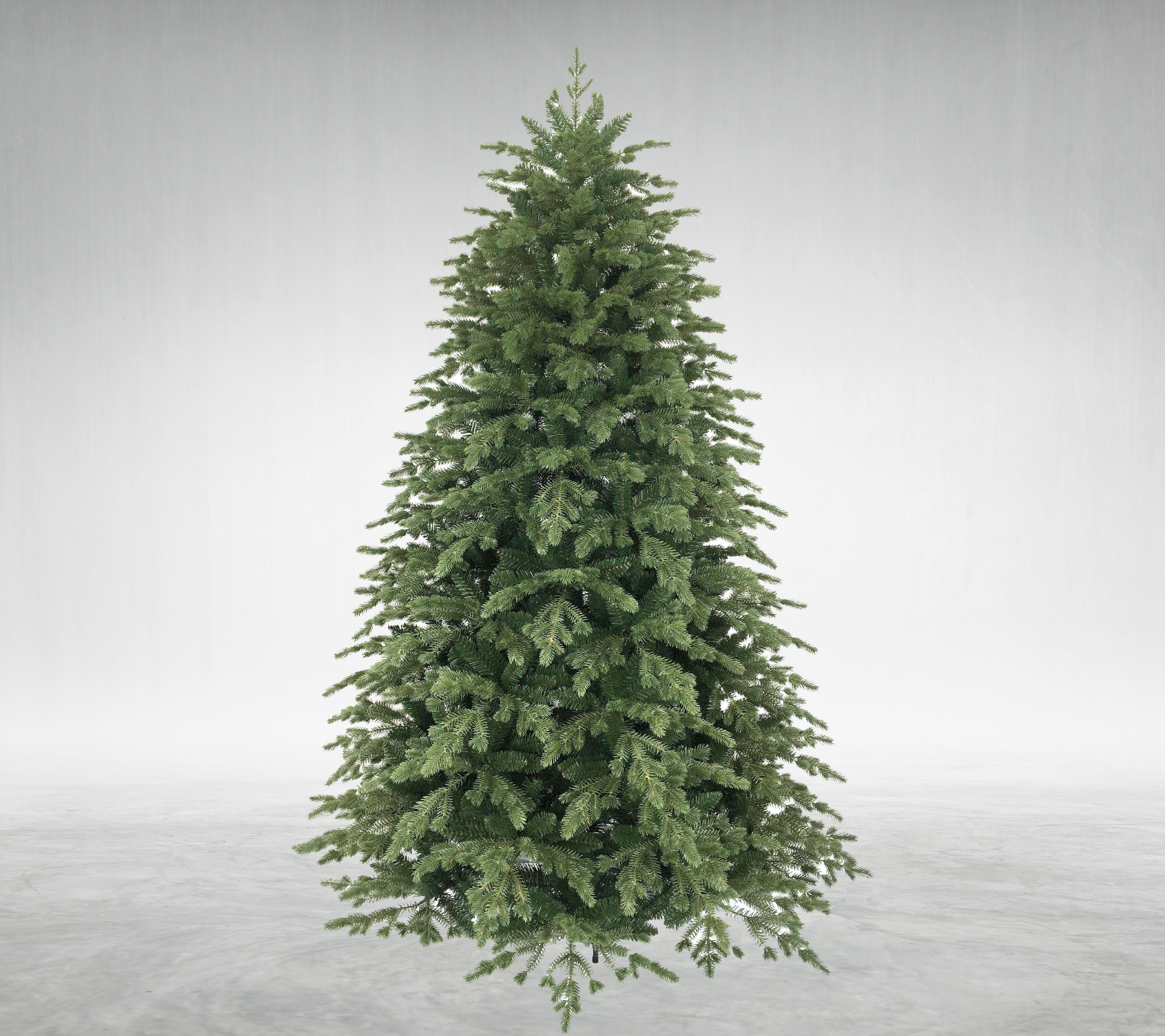 Canadian Spruce Tree